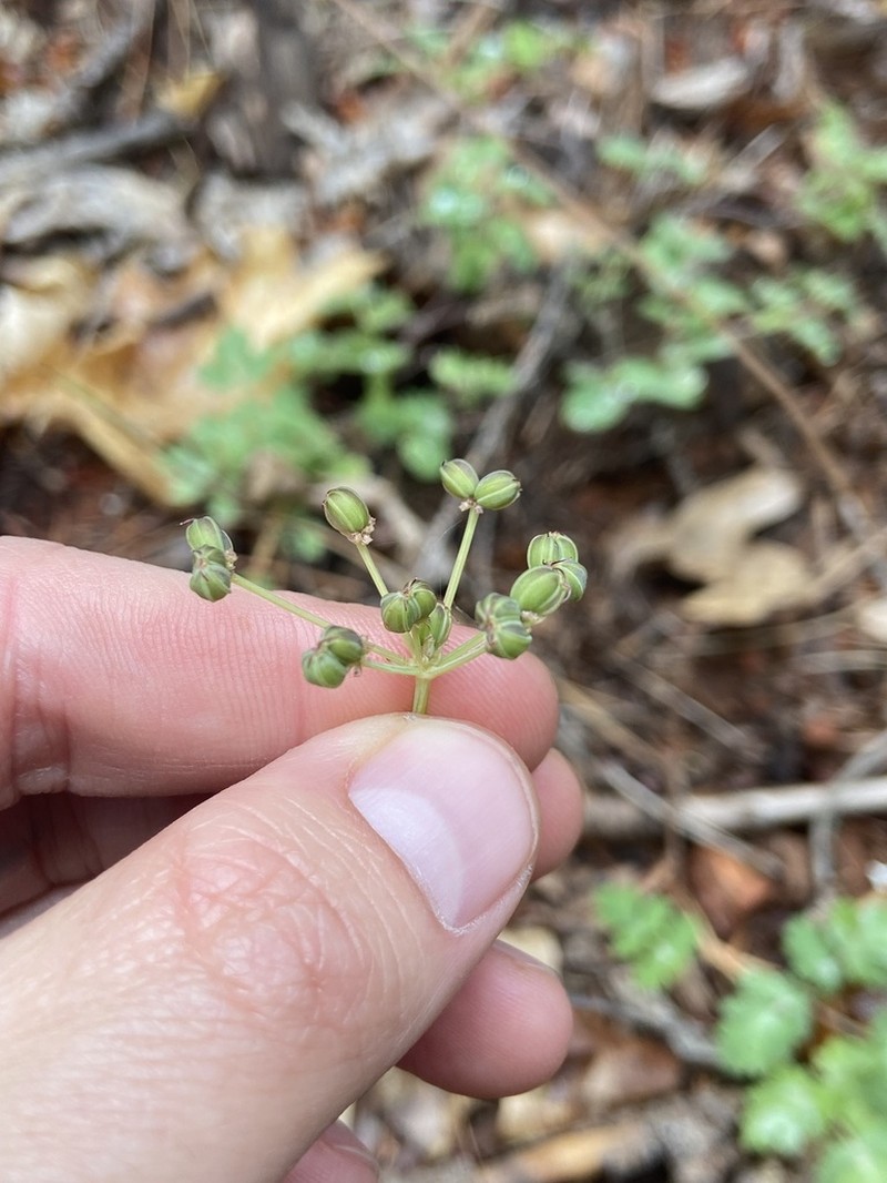 Glaucous Umbrellawort photo 3