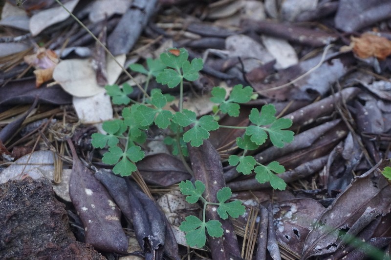 Glaucous Umbrellawort photo 5