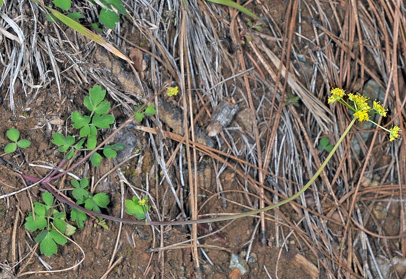 Glaucous Umbrellawort photo 6