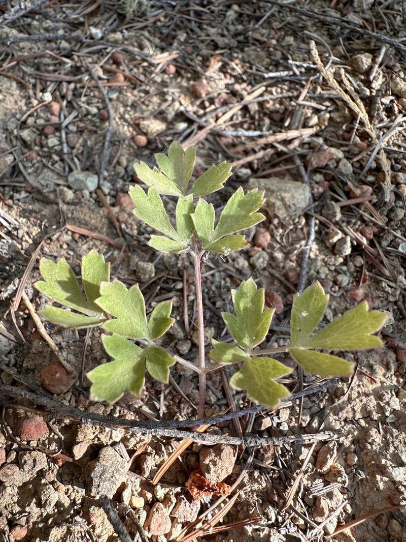 Glaucous Umbrellawort photo 8