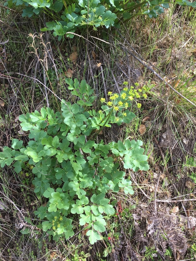 Hartweg'S Umbrellawort photo 2