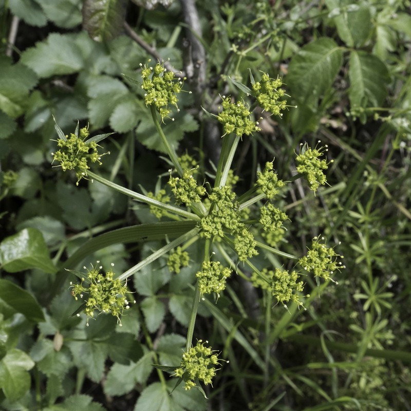 Hartweg'S Umbrellawort photo 3