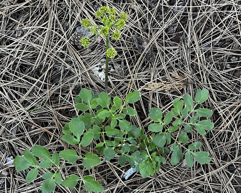 Hartweg'S Umbrellawort photo 4