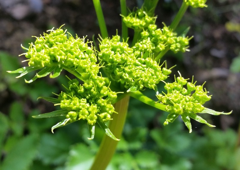 Hartweg'S Umbrellawort photo 6