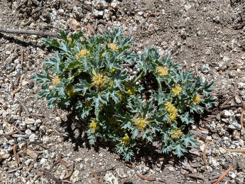 Howell'S Umbrellawort photo 2