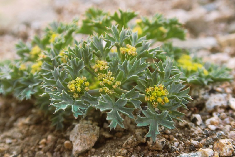 Howell'S Umbrellawort photo 4