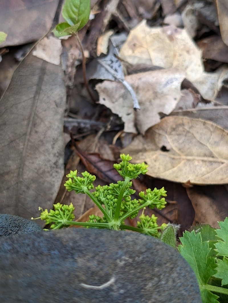 Kellogg'S Umbrellawort photo 2