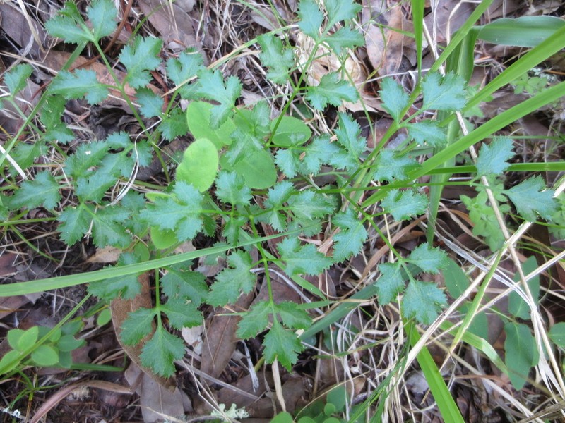 Kellogg'S Umbrellawort photo 3