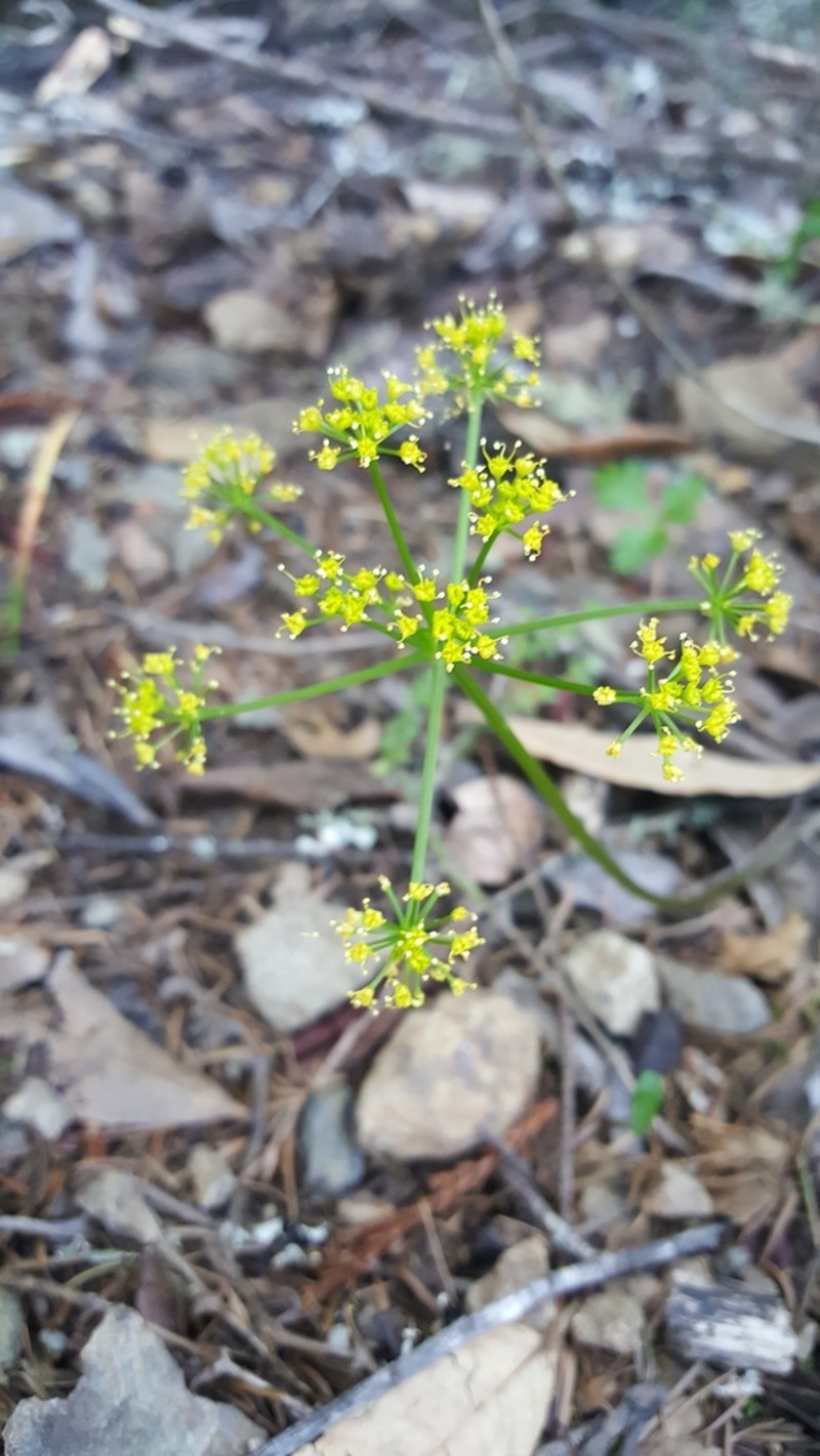 Kellogg'S Umbrellawort photo 4