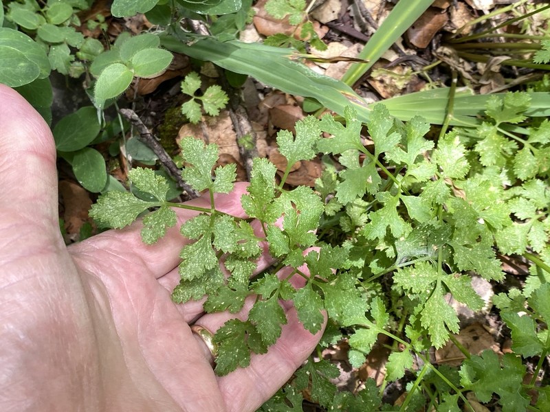 Kellogg'S Umbrellawort photo 5