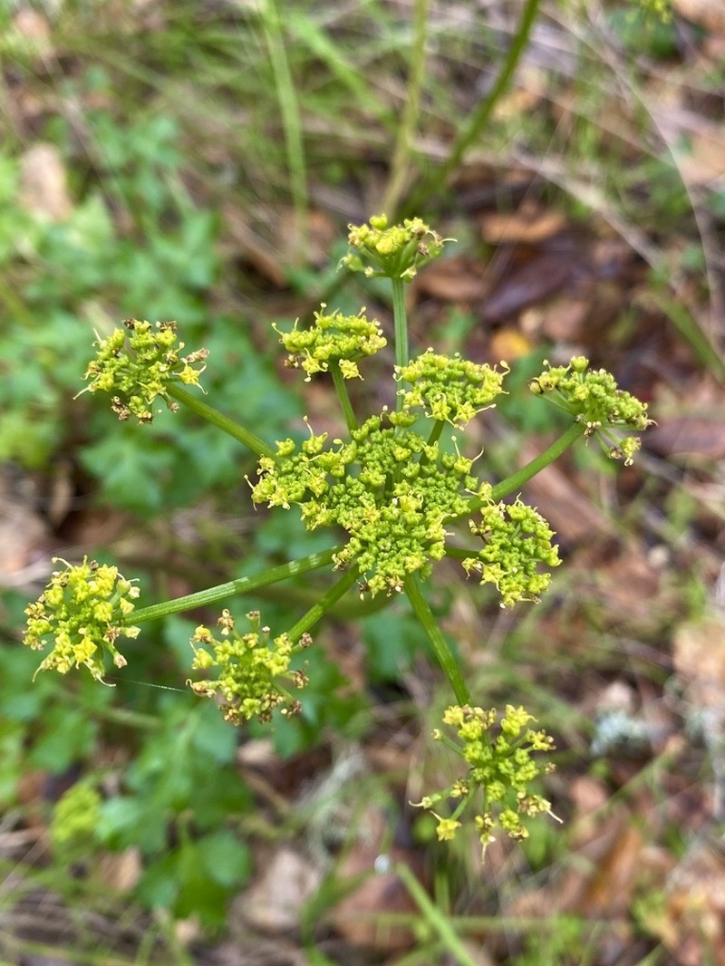 Kellogg'S Umbrellawort photo 6