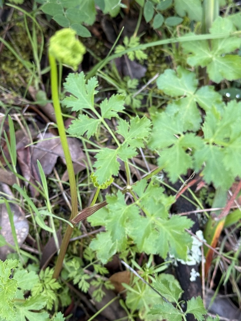 Kellogg'S Umbrellawort photo 7