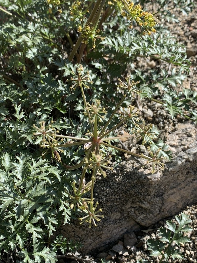 Parish'S Umbrellawort