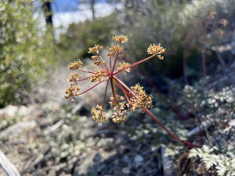 Parish'S Umbrellawort photo 7