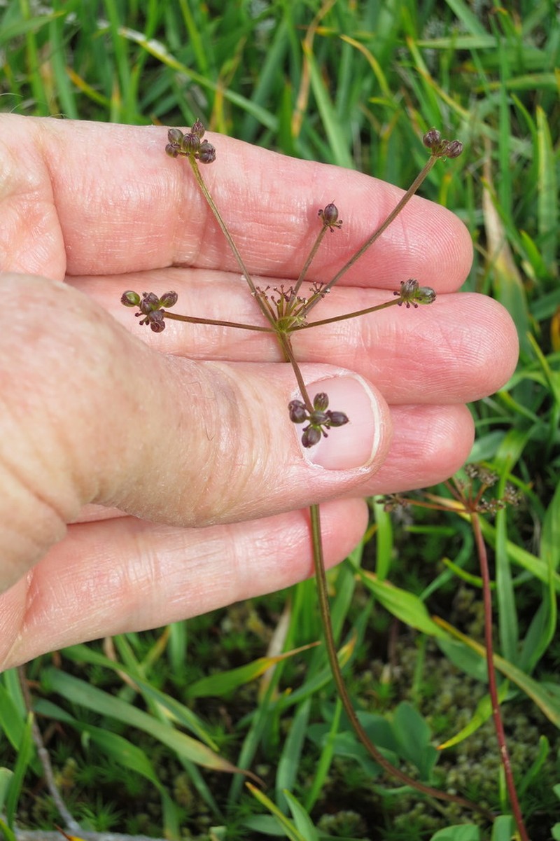 Strickland's Umbrellawort photo 5