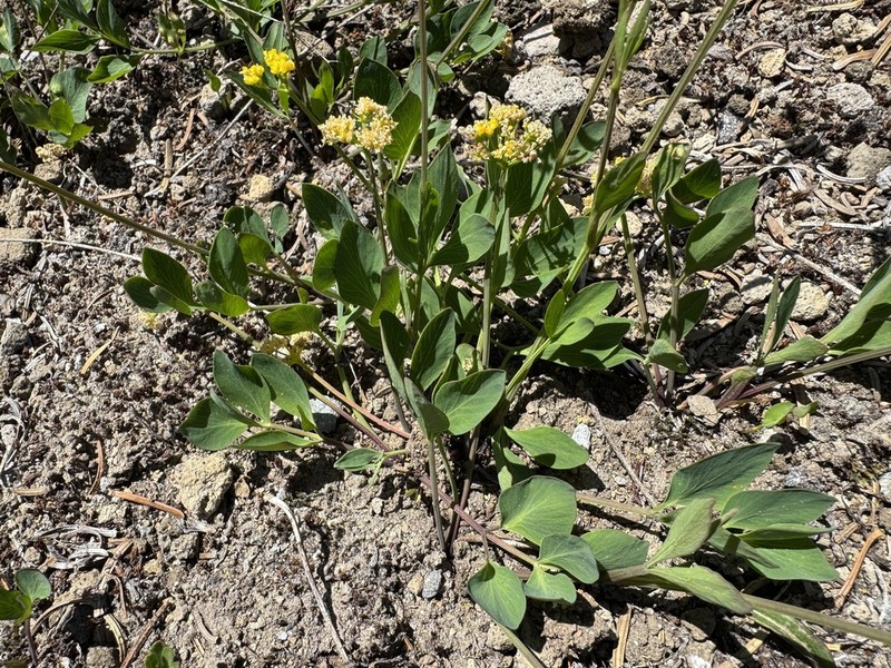 Strickland's Umbrellawort photo 6