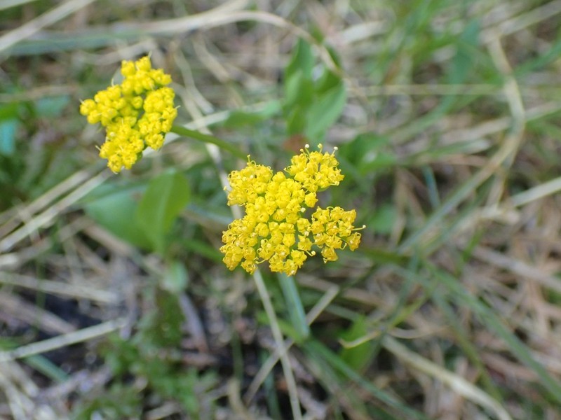 Strickland's Umbrellawort photo 8
