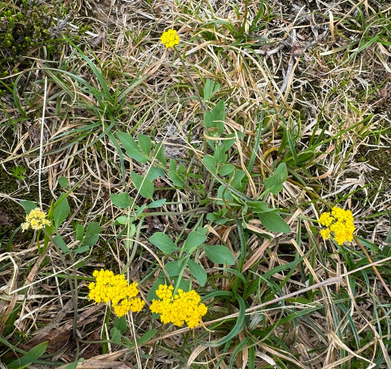 Strickland's Umbrellawort