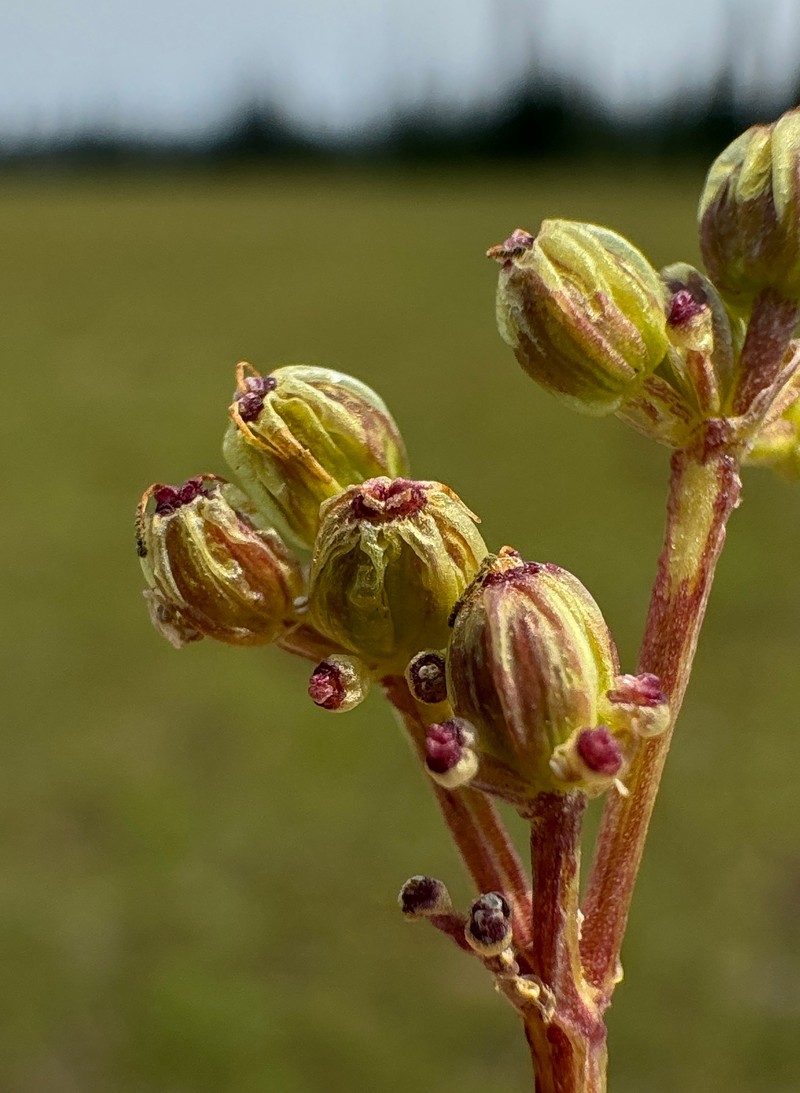 Strickland's Umbrellawort photo 2