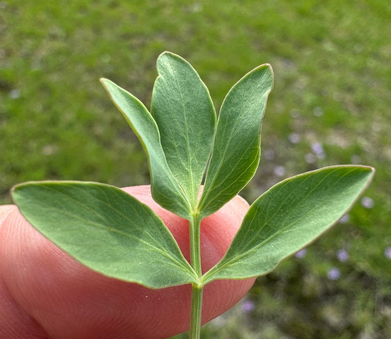 Strickland's Umbrellawort photo 3