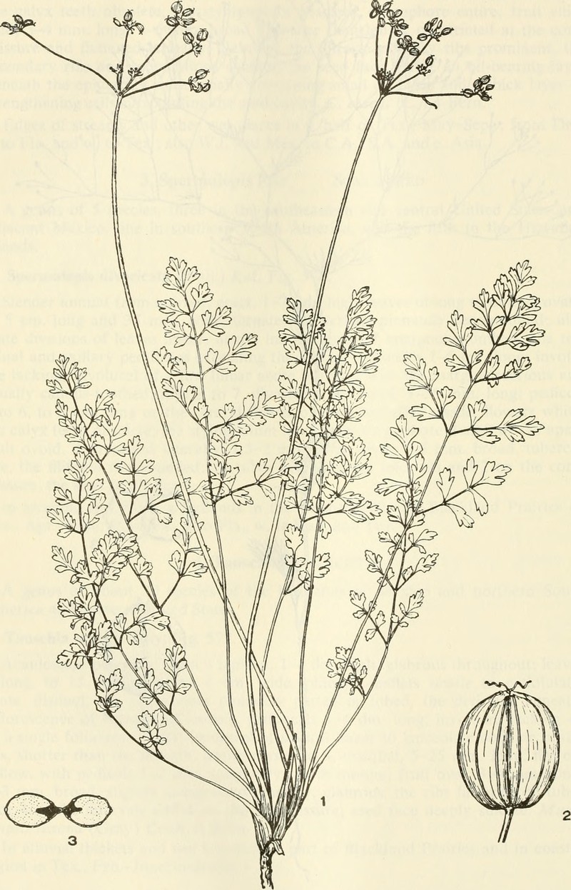 Texas Umbrellawort photo 4