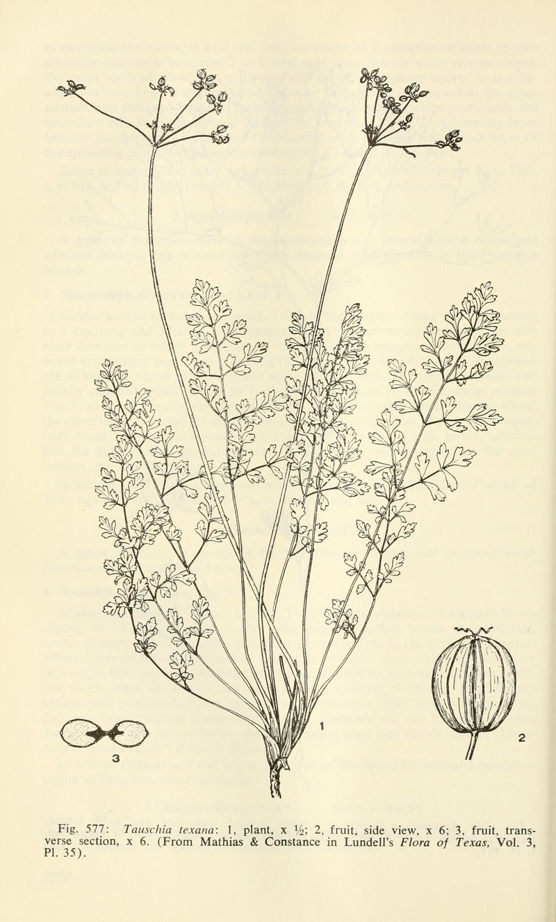 Texas Umbrellawort photo 5