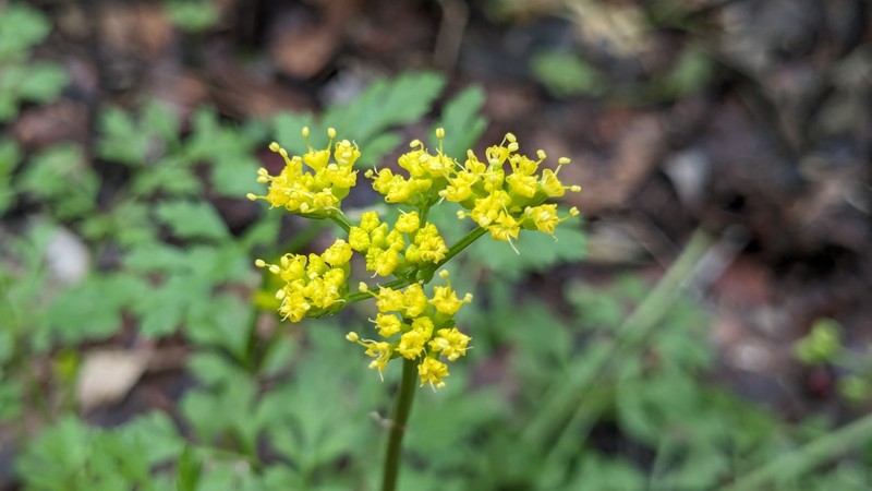 Texas Umbrellawort photo 6