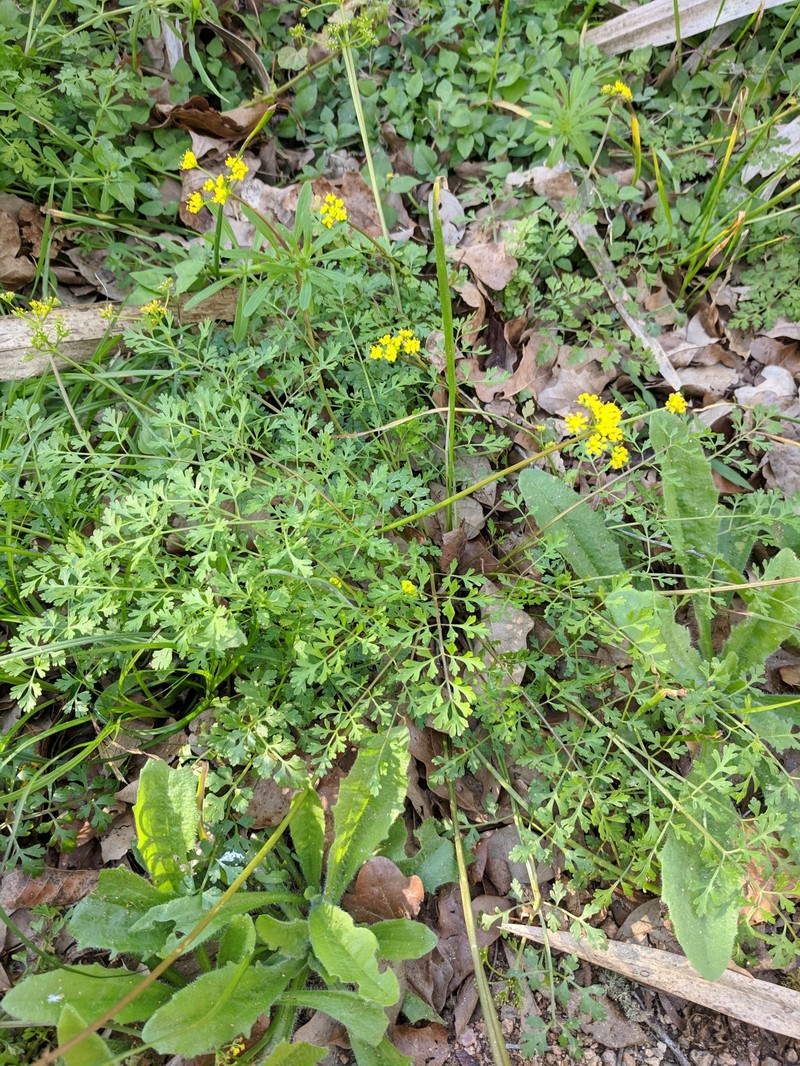 Texas Umbrellawort photo 2