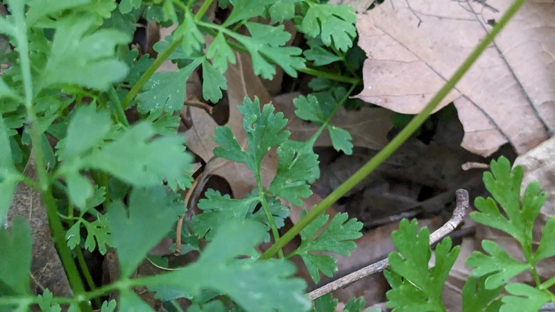 Texas Umbrellawort photo 3