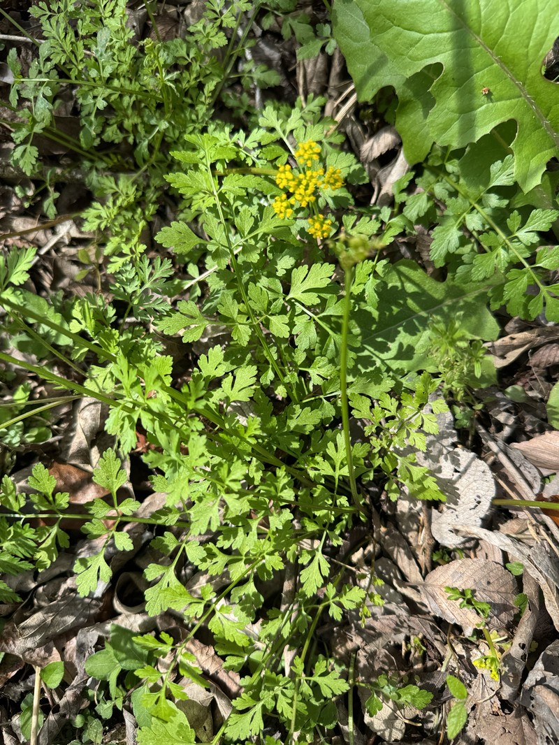 Texas Umbrellawort