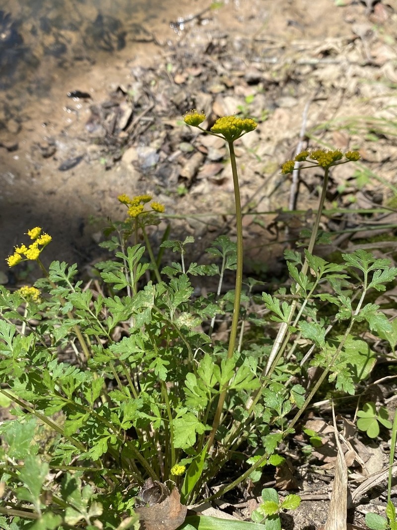 Texas Umbrellawort