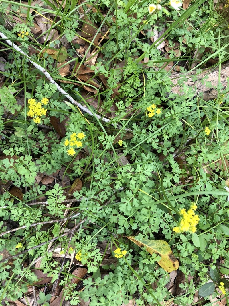 Texas Umbrellawort photo 2