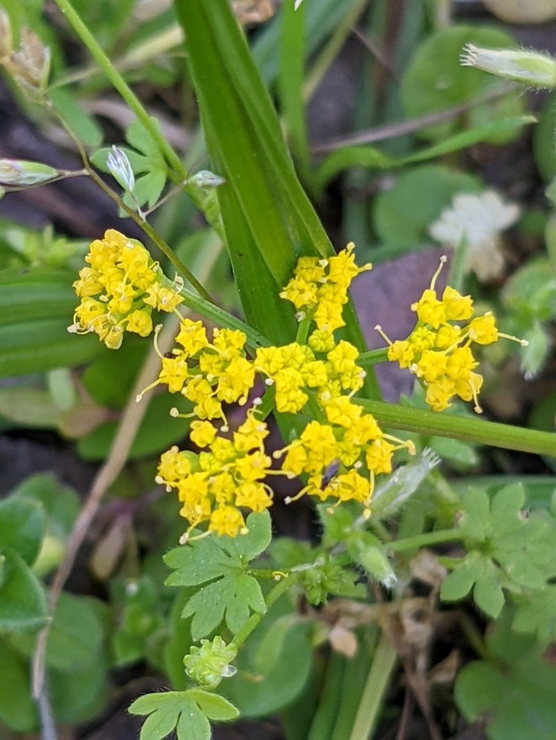 Texas Umbrellawort photo 3