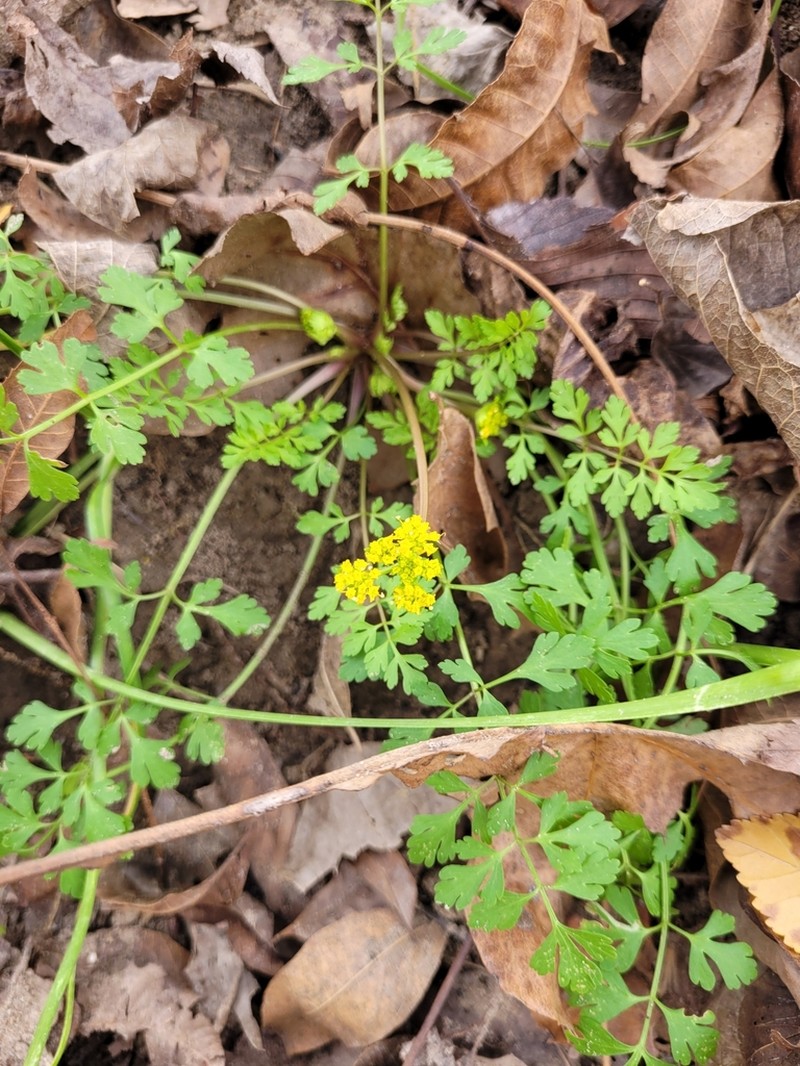 Texas Umbrellawort photo 4
