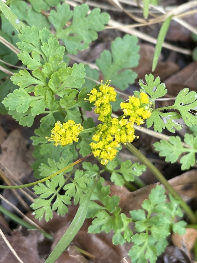 Texas Umbrellawort photo 5