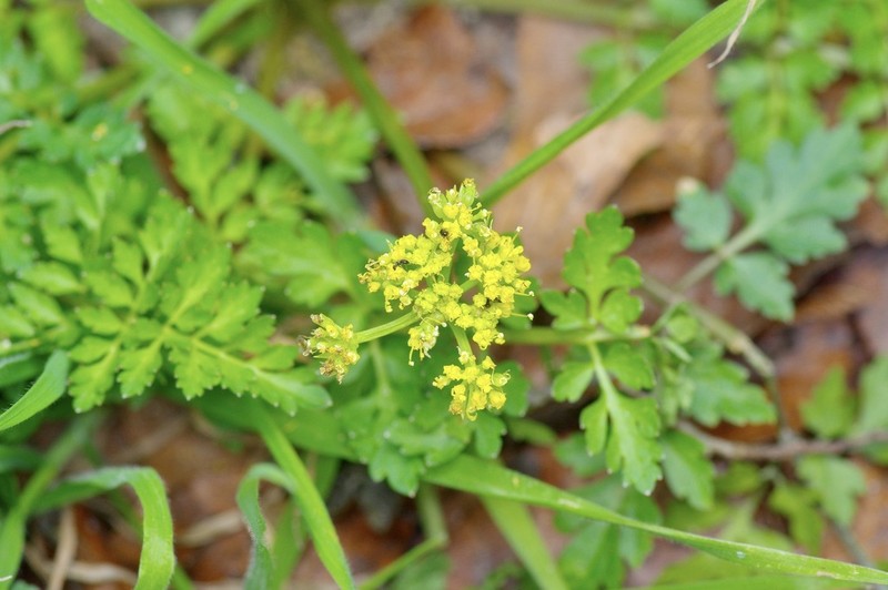 Texas Umbrellawort photo 6