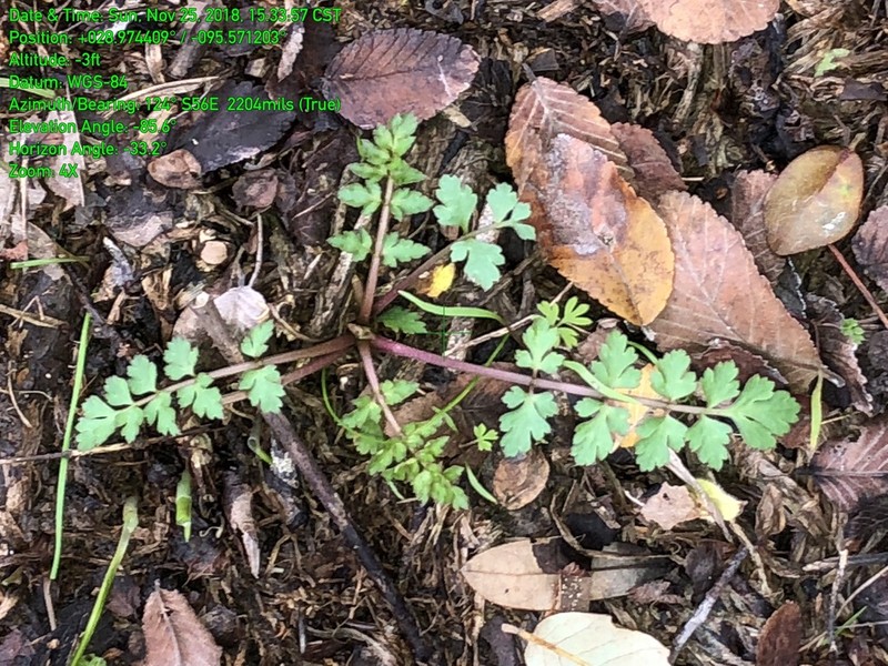 Texas Umbrellawort photo 7