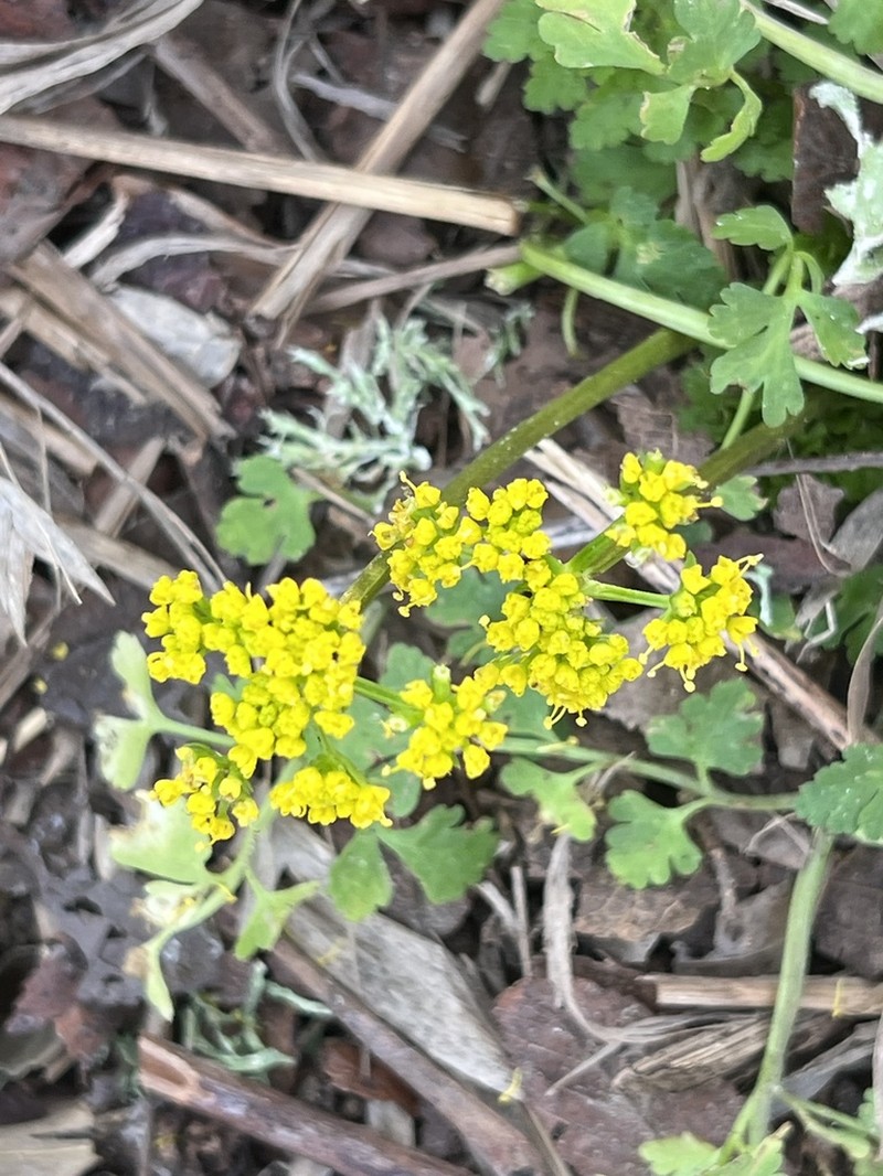 Texas Umbrellawort photo 8