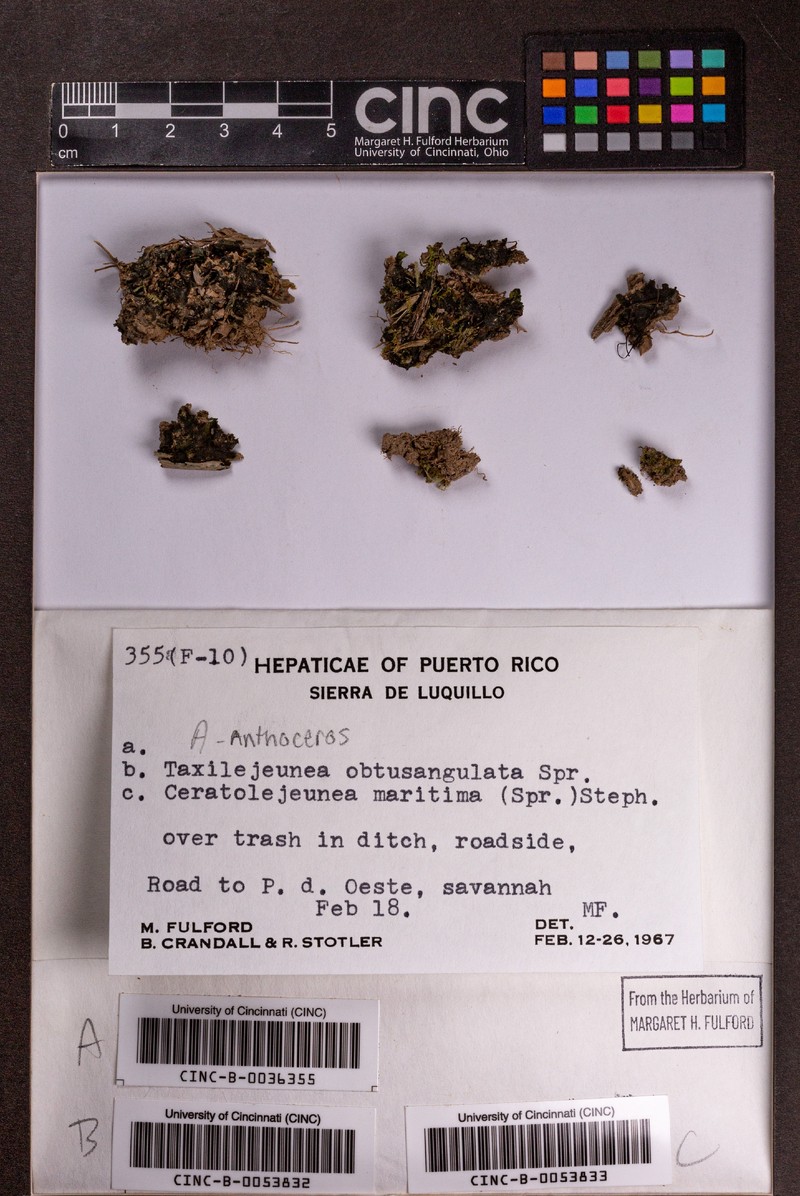 Tailejeunea obtusangula