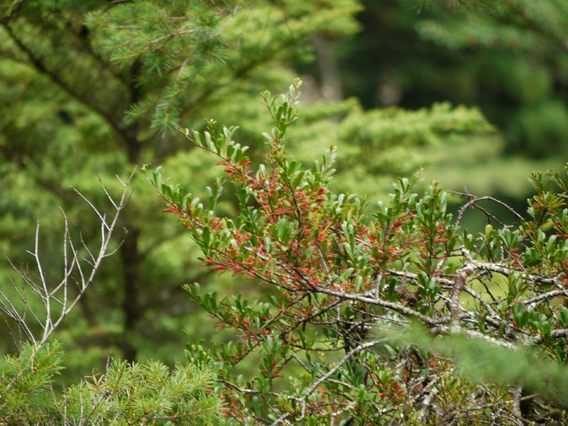 Taxillus kaempferi var. kaempferi