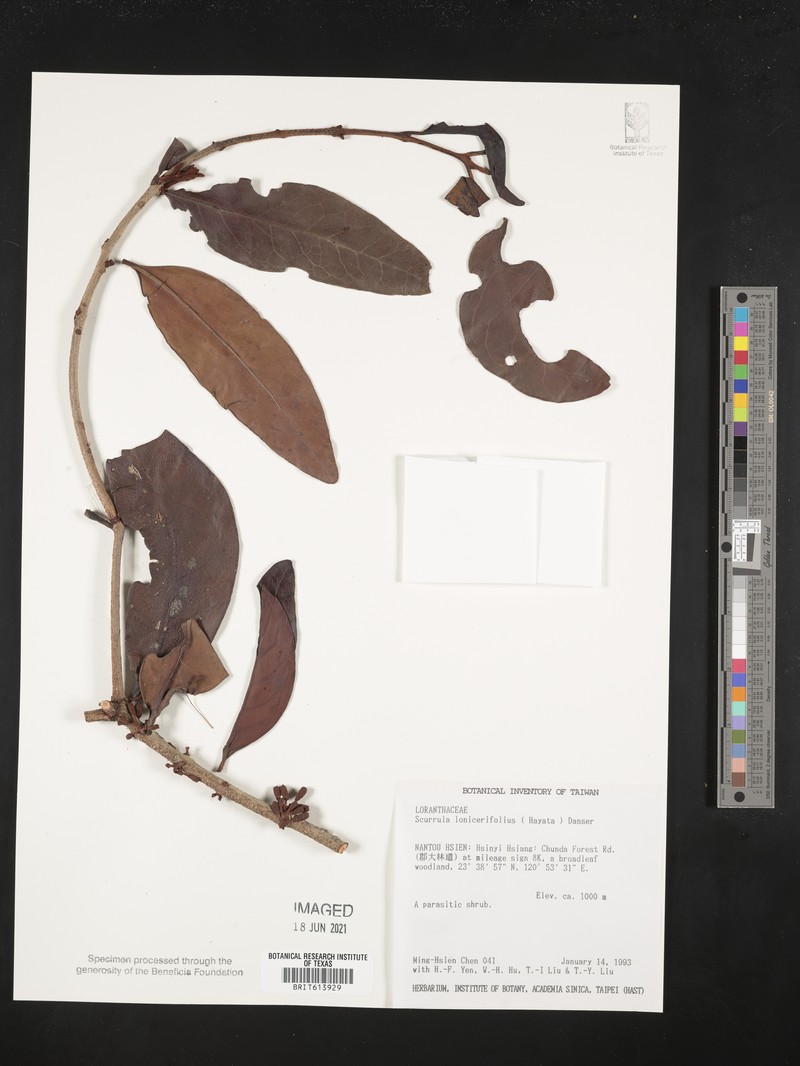 Taxillus nigrans var. nigrans