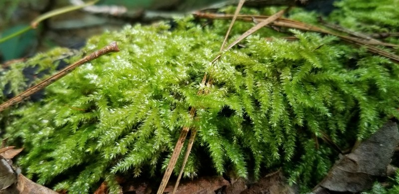 Taxiphyllum Moss