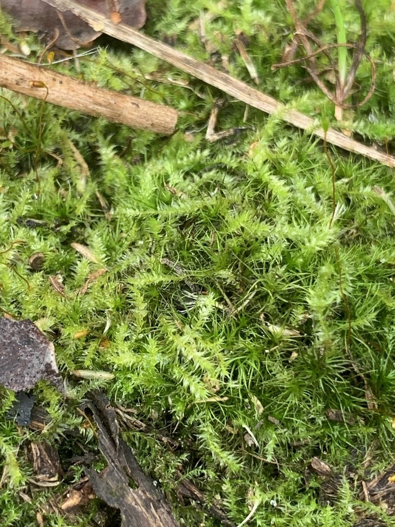 Taxiphyllum Moss photo 2