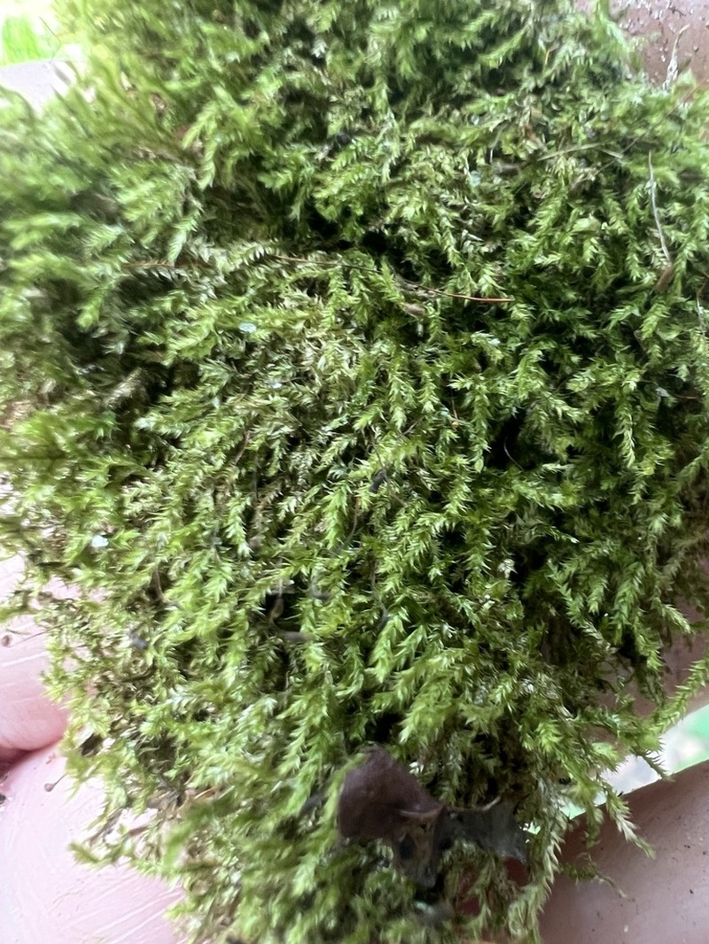 Taxiphyllum Moss photo 4
