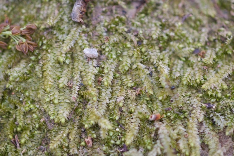 Taxiphyllum Moss photo 5