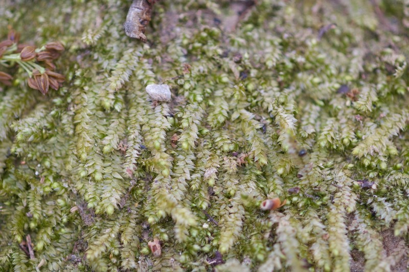 Taxiphyllum Moss photo 6