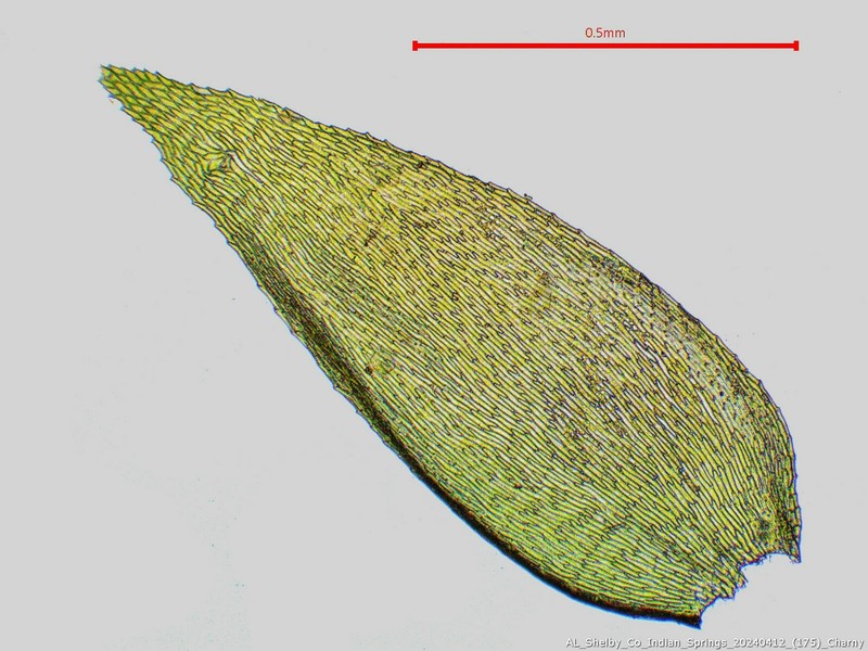 Taxiphyllum Moss photo 8