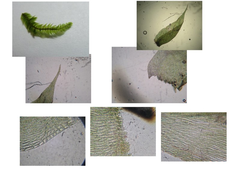 Taxiphyllum Moss