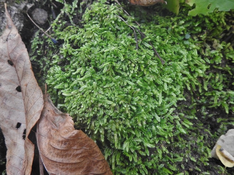 Taxiphyllum Moss photo 2