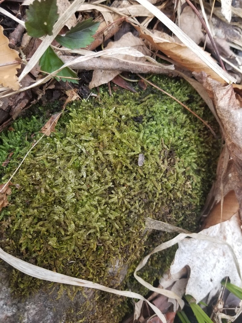 Taxiphyllum Moss photo 3